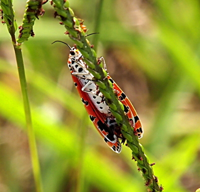 [The body is white with black dots in a line down its side. The undersides of the legs are white, but parts of the top of the legs are visible and are black. The undersides of the wings appear to be all orange with black spots.]